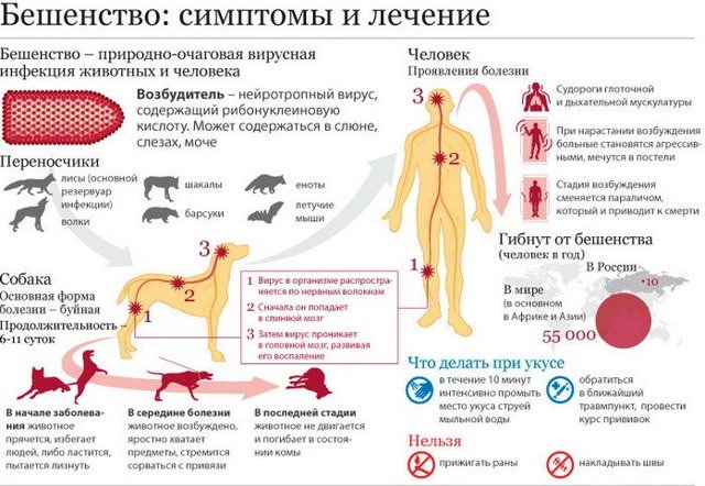 Как передается бешенство, можно ли заразиться без укуса, через царапину от человека