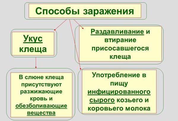 Как передается энцефалит к человеку, заразен ли клещевой вид