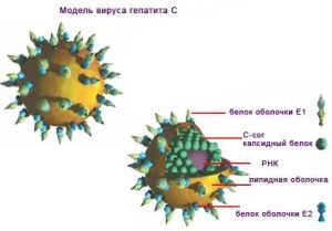 Как передается гепатит с: можно ли заразиться через зубную щетку