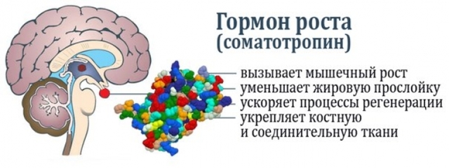 Как повысить гормон роста: симптомы недостатка и способы повышения выработки гормона роста