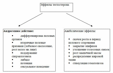 Как повысить тестостерон у мужчин, симптомы снижения, читаем анализ крови