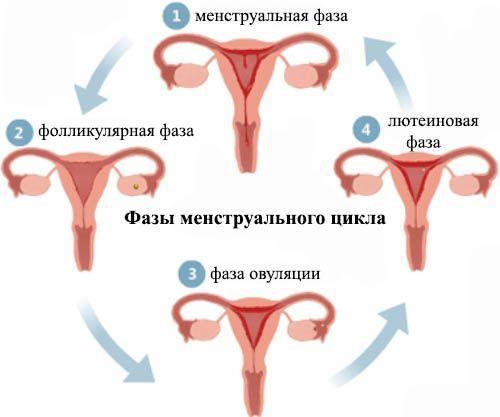 Как рассчитать овуляцию: калькуляторы, календари, тесты на овуляцию и признаки овуляции у женщин