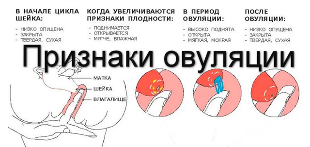 Как рассчитать овуляцию: калькуляторы, календари, тесты на овуляцию и признаки овуляции у женщин