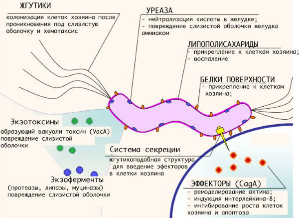 Как расшифровать анализ на хеликобактер пилори