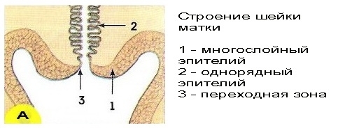 Как расшифровать цитологический анализ