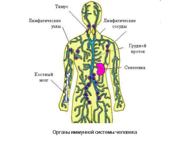 Как расшифровать данные анализа крови и иммунограммы