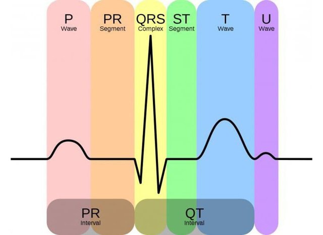Как расшифровать экг сердца и диагностировать патологии сердца по экг