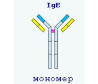 Как расшифровать результаты крови на имунноглобулин е?