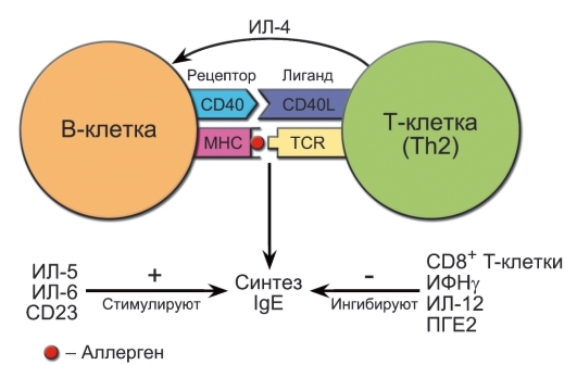 Как расшифровать результаты крови на имунноглобулин е?