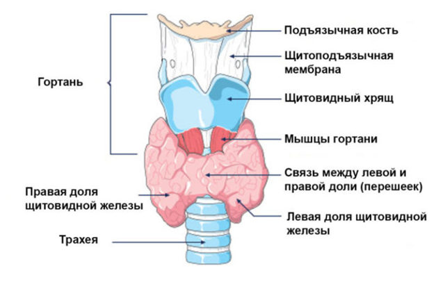 Как расшифровать результаты узи, риски при гипоплазии и гиперплазии щитовидной железы