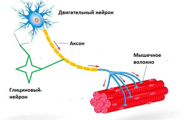 Как следует принимать глицин при неврозах и всд