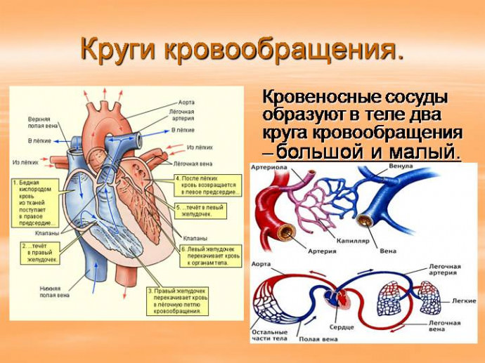 Как укрепить сосуды &mdash; причины и симптомы слабых сосудов, диета, народные способы