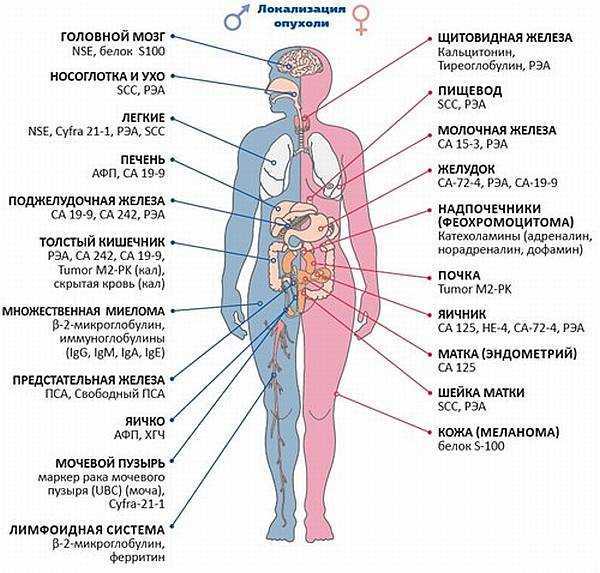Какие анализы на онкомаркеры бывают