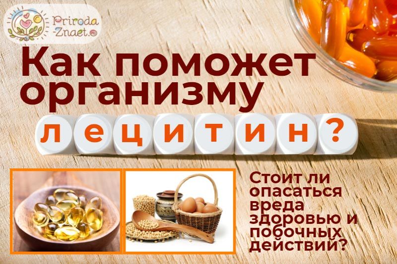 Лецитин: польза и вред для организма