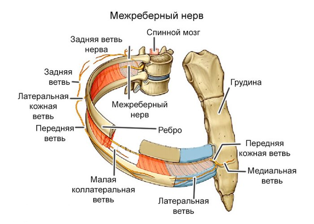 Межреберная невралгия, код по мкб 10