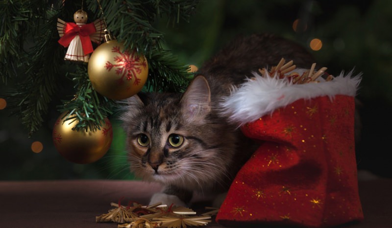 Новый год? да на здоровье!