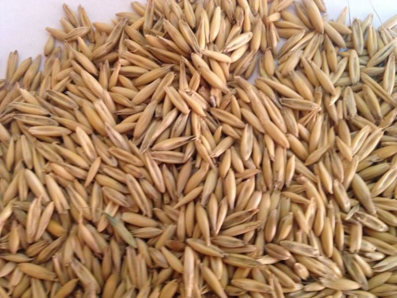 Овес для очищения организма