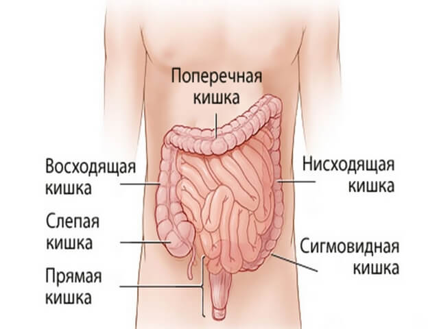 Строение кишечника человека схема с названиями у женщин