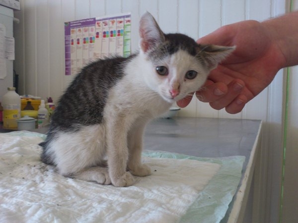 Понос у котенка
