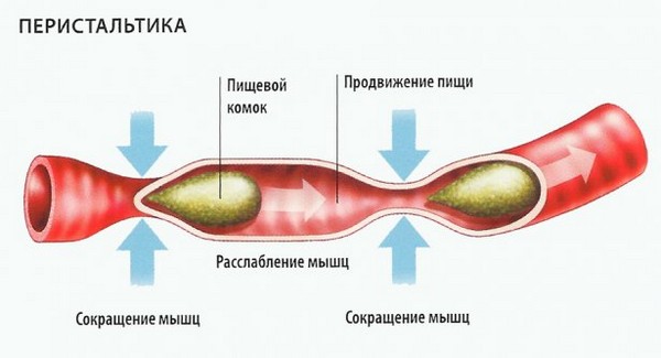 Ускоренная перистальтика кишечника