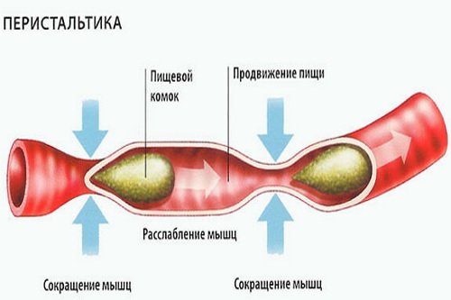 Ускоренная перистальтика кишечника