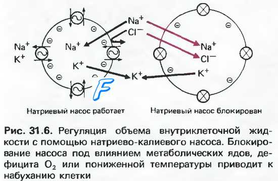 Водно-солевой баланс