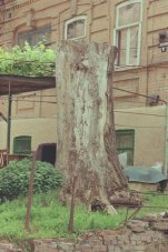 Земля около многоквартирного дома чья