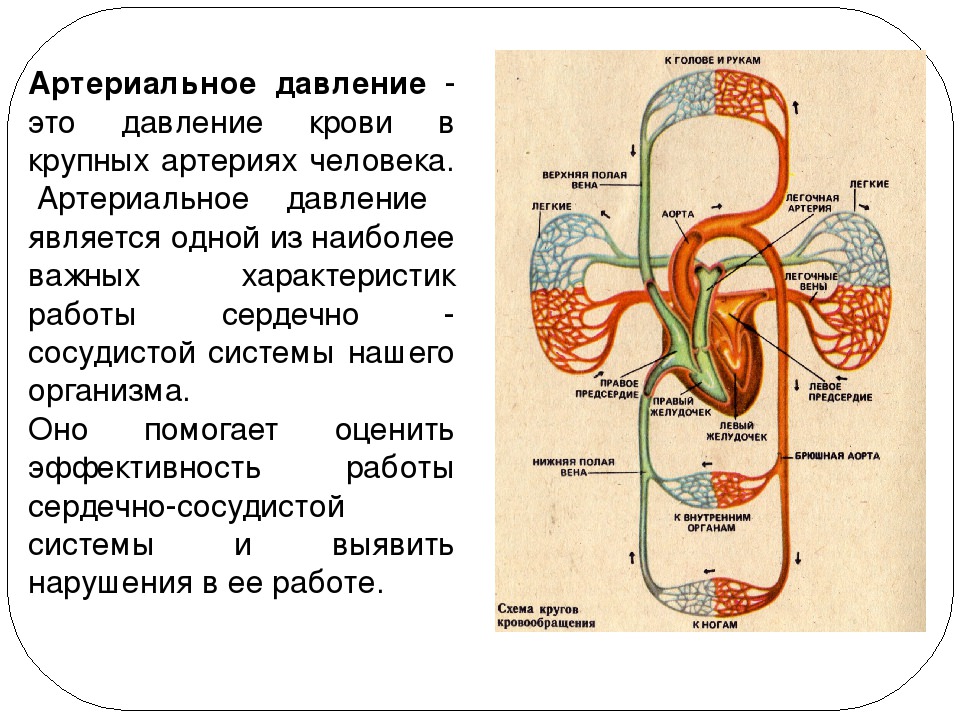 Артериальное давление схема