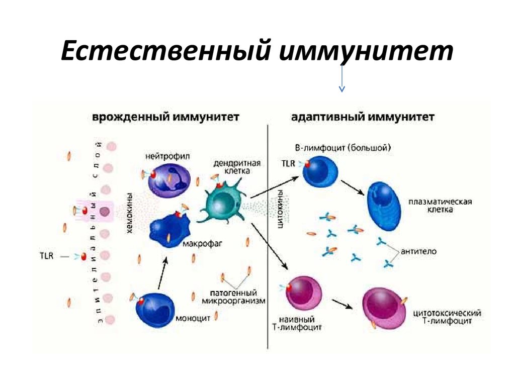 Схема иммунного ответа организма на воздействие патогенного фактора фагоцитоз