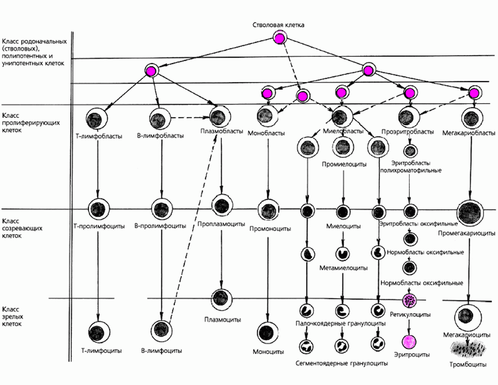 Схема кроветворения гематология человека