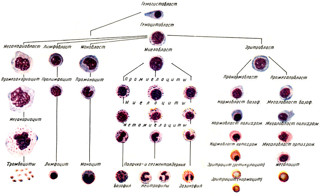 Созревание клеток костного мозга. Схема гемопоэза лейкоцитов. Схема дифференцировки лейкоцитов. Схема кроветворения стволовая клетка. Схема гемопоэза клеток крови.