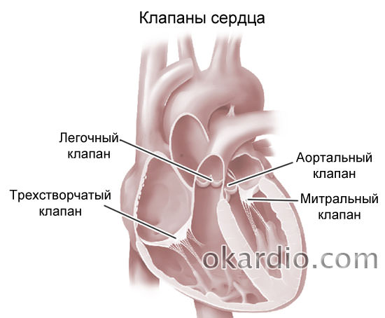 Дополнительная хорда желудочка. Дополнительный клапан левого желудочка. Дополнительная хорда левого желудочка. Дополнительная хорда (хорды) левого желудочка. Диагональная трабекула левого желудочка.