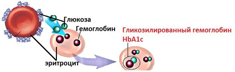 Мочи белок эритроциты глюкоза. Гликированный гемоглобин а1с норма. Гликозилированный гемоглобин hba1c. Норма исследования гликозилированного гемоглобина ,hba1c. Образование гликированного гемоглобина схема.
